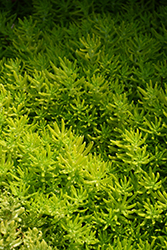 Lemon Coral Stonecrop (Sedum rupestre 'Lemon Coral') at Stonegate Gardens