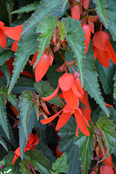 Santa Cruz Sunset Begonia (Begonia boliviensis 'Santa Cruz Sunset') at A Very Successful Garden Center