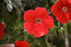 Supertunia Really Red Petunia (Petunia 'Sunremi') at A Very Successful Garden Center