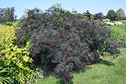 Black Lace Elder (Sambucus nigra 'Eva') at Stonegate Gardens