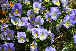 Anytime Quartz Pansiola (Viola x wittrockiana 'Anytime Quartz') at A Very Successful Garden Center