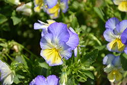 Anytime Iris Pansiola (Viola x wittrockiana 'Anytime Iris') at Lakeshore Garden Centres