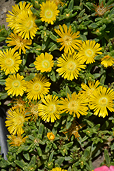 Button Up Gold Ice Plant (Delosperma 'WOWDAY20111') at Lakeshore Garden Centres