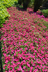 Supertunia Vista Fuchsia Petunia (Petunia 'Supertunia Vista Fuchsia') at Lakeshore Garden Centres