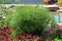 Prince Tut Egyptian Papyrus (Cyperus 'Prince Tut') at A Very Successful Garden Center