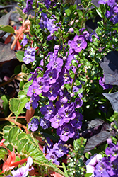 Angelface Super Blue Angelonia (Angelonia angustifolia 'Angelface Super Blue') at A Very Successful Garden Center