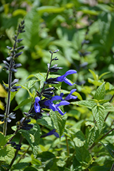 Black And Blue Anise Sage (Salvia guaranitica 'Black And Blue') at Lakeshore Garden Centres