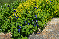 Black And Blue Anise Sage (Salvia guaranitica 'Black And Blue') at Lakeshore Garden Centres