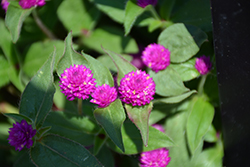 Lil' Forest Plum Bachelor Button (Gomphrena 'SAKGOM004') at Lakeshore Garden Centres