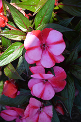 Infinity Blushing Crimson New Guinea Impatiens (Impatiens hawkeri 'Kiamuna') at A Very Successful Garden Center