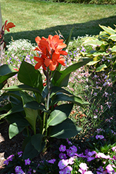 Toucan Dark Orange Canna (Canna 'Toucan Dark Orange') at A Very Successful Garden Center