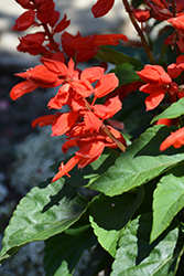 Ablazin' Tabasco Sage (Salvia splendens 'Ablazin' Tabasco') at A Very Successful Garden Center