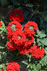 Superbena Royale Red Verbena (Verbena 'AKIV5-4') at Lakeshore Garden Centres