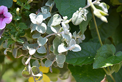White Licorice Licorice Plant (Helichrysum petiolare 'White Licorice') at A Very Successful Garden Center