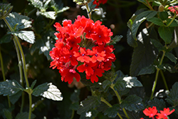 Superbena Royale Red Verbena (Verbena 'AKIV5-4') at Lakeshore Garden Centres