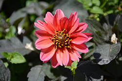 Dahlightful Sultry Scarlet Dahlia (Dahlia 'G13525') at A Very Successful Garden Center