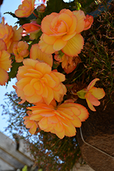 Illumination Golden Picotee Begonia (Begonia 'Illumination Golden Picotee') at A Very Successful Garden Center