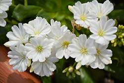 Jewels White Bitteroot (Lewisia 'Jewels White') at Stonegate Gardens