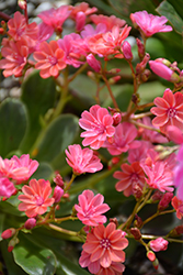 Jewels Coral Bitteroot (Lewisia 'Jewels Coral') at A Very Successful Garden Center