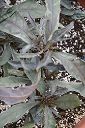 Stainless Steel False Eranthemum (Pseuderanthemum 'Stainless Steel') at A Very Successful Garden Center