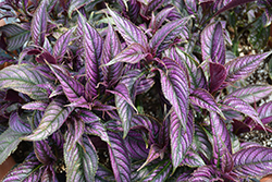 Persian Shield (Strobilanthes dyerianus) at A Very Successful Garden Center