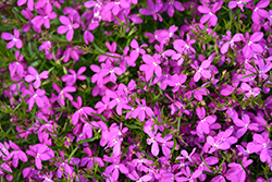 Hot Purple Star Lobelia (Lobelia 'Hot Purple Star') at A Very Successful Garden Center