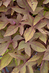 South of the Border Refried Beans Sweet Potato Vine (Ipomoea batatas 'South of the Border Refried Beans') at A Very Successful Garden Center