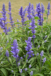 Victoria Blue Salvia (Salvia farinacea 'Victoria Blue') at Lakeshore Garden Centres
