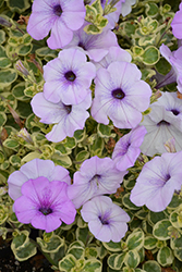 Glamouflage Blueberry Petunia (Petunia 'Glamouflage Blueberry') at A Very Successful Garden Center