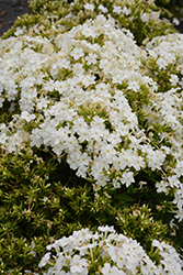 Early Start White Garden Phlox (Phlox paniculata 'Early Start White') at Golden Acre Home & Garden