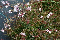 Gaudi Pink Gaura (Gaura lindheimeri 'Florgaucompi') at Lakeshore Garden Centres