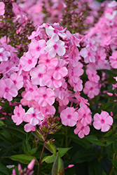 Sweet Summer Fragrance Garden Phlox (Phlox paniculata 'Sweet Summer Fragrance') at A Very Successful Garden Center