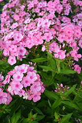 Sweet Summer Candy Garden Phlox (Phlox paniculata 'Sweet Summer Candy') at Lakeshore Garden Centres