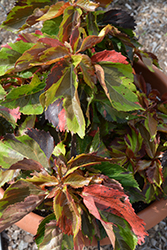 Tiki Jungle Cloak Copper Plant (Acalypha wilkesiana 'Jungle Cloak') at A Very Successful Garden Center