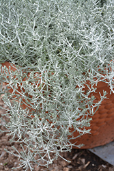 Silver Tumbleweed Cushion Bush (Calocephalus 'Silver Tumbleweed') at A Very Successful Garden Center
