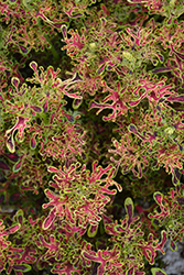 Under The Sea Red Coral Coleus (Solenostemon scutellarioides 'Red Coral') at A Very Successful Garden Center