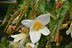 Santa Barbara Begonia (Begonia boliviensis 'Santa Barbara') at A Very Successful Garden Center