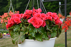 Evi Bright Pink Begonia (Begonia x hiemalis 'Evi Bright Pink') at A Very Successful Garden Center