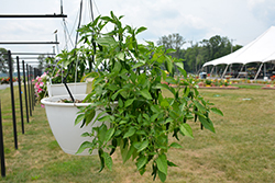 Cayennetta Pepper (Capsicum annuum 'Cayennetta') at A Very Successful Garden Center