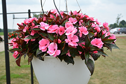 Painted Select Light Pink New Guinea Impatiens (Impatiens hawkeri 'Paradise Select Light Pink') at Lakeshore Garden Centres