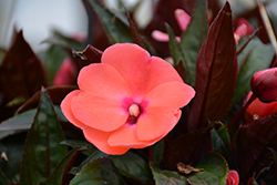 Painted Select Salmon New Guinea Impatiens (Impatiens hawkeri 'Paradise Select Salmon') at A Very Successful Garden Center