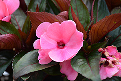 Pure Beauty Light Pink New Guinea Impatiens (Impatiens 'Pure Beauty Light Pink') at Lakeshore Garden Centres