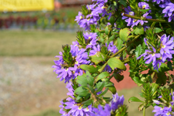 Outback Fan Dancer Fan Flower (Scaevola aemula 'Outback Fan Dancer') at A Very Successful Garden Center