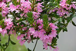 Pink Charm Fan Flower (Scaevola aemula 'Pink Charm') at Lakeshore Garden Centres
