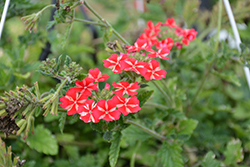 Lanai Synchro Red Star Verbena (Verbena 'Lanai Synchro Red Star') at A Very Successful Garden Center
