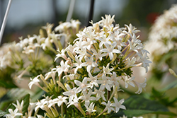 Starcluster Trail White Star Flower (Pentas lanceolata 'Starcluster Trail White') at Lakeshore Garden Centres