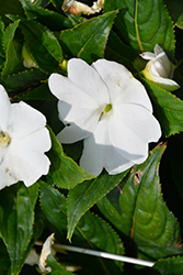 Pure Beauty White New Guinea Impatiens (Impatiens 'Pure Beauty White') at A Very Successful Garden Center