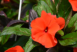Pure Beauty Bright Orange New Guinea Impatiens (Impatiens 'Pure Beauty Bright Orange') at A Very Successful Garden Center