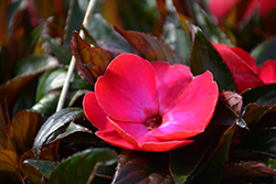 Painted Select Rose Flair New Guinea Impatiens (Impatiens hawkeri 'Paradise Select Rose Flair') at Lakeshore Garden Centres