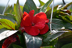 Painted Select New Red New Guinea Impatiens (Impatiens hawkeri 'Paradise Select New Red') at A Very Successful Garden Center